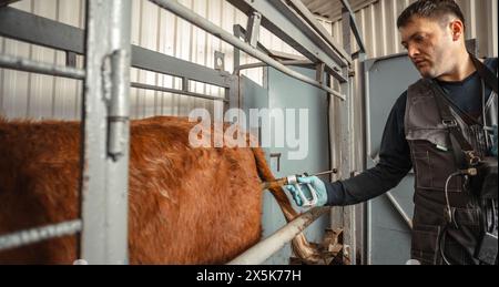 il veterinario è visto fornire un'iniezione necessaria per il bestiame da latte, sottolineando le pratiche sanitarie essenziali che sono alla base della produttività e Foto Stock