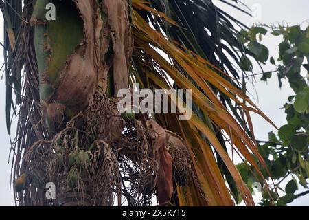 Silguri, Bengala Occidentale, INDIA. 10 maggio 2024. Uno scoiattolo mangia le noci di betel su un albero di betel a Siliguri. (Credit Image: © Diptendu Dutta/ZUMA Press Wire) SOLO PER USO EDITORIALE! Non per USO commerciale! Foto Stock