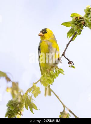 American Goldfinch appollaiato sulla filiale in primavera a Ottawa, Canada Foto Stock