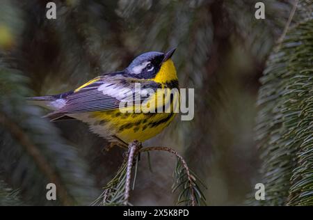 La parula di Magnolia appollaiata su una diramazione in primavera a Ottawa, Canada Foto Stock