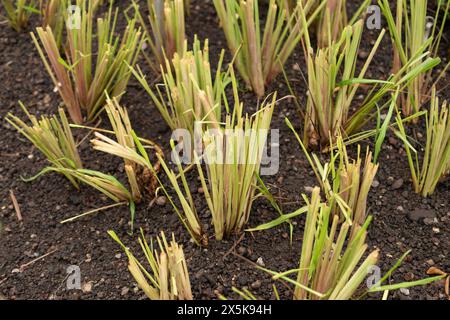 Saint, Gallen, Svizzera, 10 febbraio 2024 Cymbopogon Citratus o citrato di limone dell'india occidentale presso il giardino botanico Foto Stock