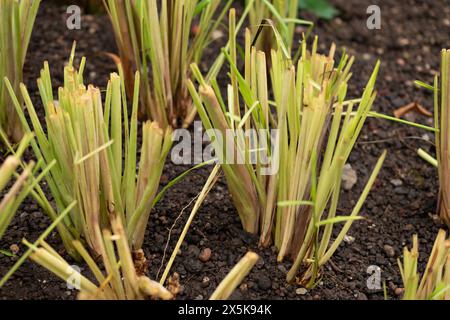 Saint, Gallen, Svizzera, 10 febbraio 2024 Cymbopogon Citratus o citrato di limone dell'india occidentale presso il giardino botanico Foto Stock