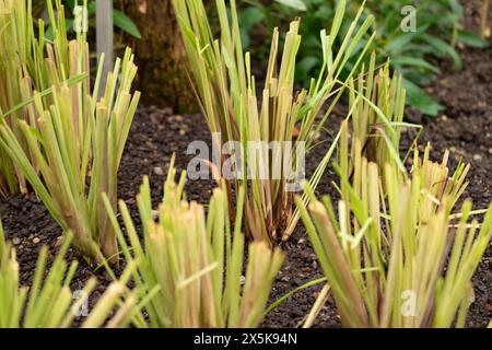 Saint, Gallen, Svizzera, 10 febbraio 2024 Cymbopogon Citratus o citrato di limone dell'india occidentale presso il giardino botanico Foto Stock