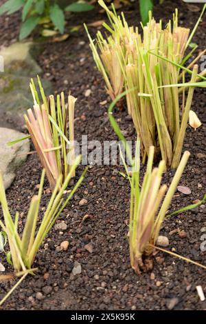 Saint, Gallen, Svizzera, 10 febbraio 2024 Cymbopogon Citratus o citrato di limone dell'india occidentale presso il giardino botanico Foto Stock