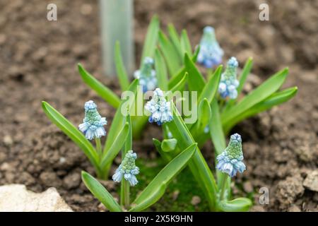San Gallo, Svizzera, 2 marzo 2024 Muscari Azureum o pianta di Giacinto dell'uva azzurra presso l'orto botanico Foto Stock