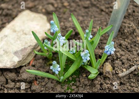 San Gallo, Svizzera, 2 marzo 2024 Muscari Azureum o pianta di Giacinto dell'uva azzurra presso l'orto botanico Foto Stock