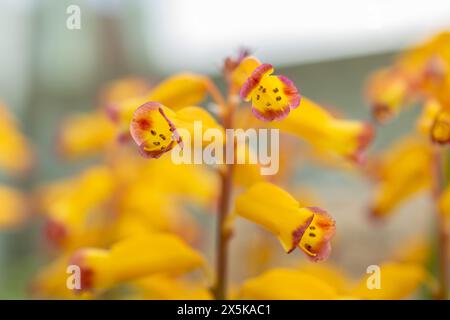 San Gallo, Svizzera, 24 marzo 2024 Lachenalia Aloides fiori all'orto botanico Foto Stock