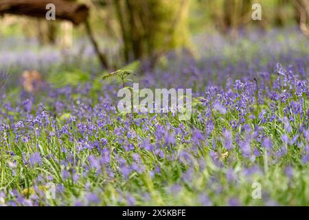 tappeto di campanelli boschivi Foto Stock