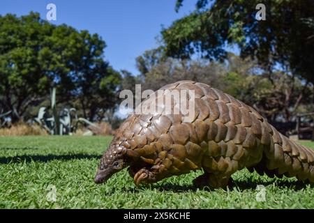 Zimbabwe, 3 maggio 2024. Un pangolino del Capo, noto anche come pangolino di Temminck (in latino: Smutsia temminckii), in un santuario faunistico dello Zimbabwe. Credito: Vuk Valcic/Alamy Foto Stock