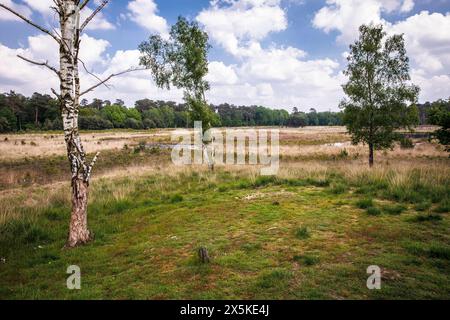 La palude di Grosses Veen nella riserva naturale della foresta di Diersfordt tra Hamminkeln e Wesel, il Parco naturale di Hohe Mark, la regione del Westmuensterland, a nord Foto Stock