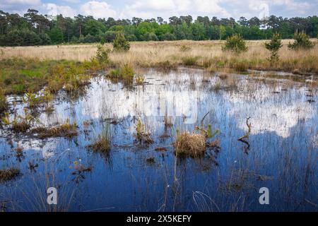 La palude di Grosses Veen nella riserva naturale della foresta di Diersfordt tra Hamminkeln e Wesel, il Parco naturale di Hohe Mark, la regione del Westmuensterland, a nord Foto Stock