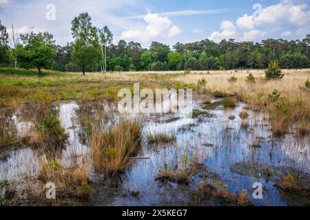 La palude di Grosses Veen nella riserva naturale della foresta di Diersfordt tra Hamminkeln e Wesel, il Parco naturale di Hohe Mark, la regione del Westmuensterland, a nord Foto Stock