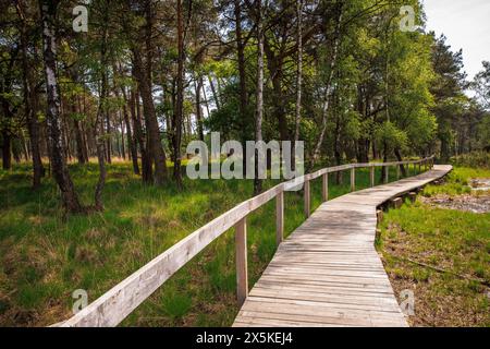 Sentiero a pianura nella palude di Grosses Veen nella riserva naturale della foresta di Diersfordt tra Hamminkeln e Wesel, Hohe Mark Nature Park, Westmuensterland Foto Stock