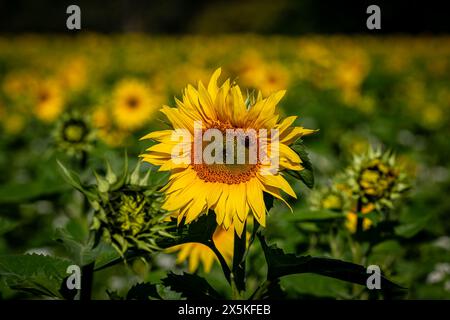 Un campo di vibranti girasoli in fiore nel Sussex, con particolare attenzione al primo piano Foto Stock
