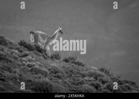 Mono guanaco cammina lungo la collina al crepuscolo Foto Stock