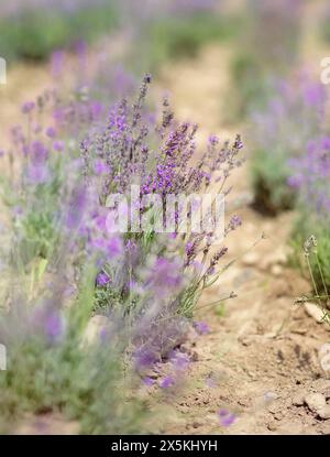 Vista panoramica di un fiorente campo di lavanda, con file di fiori viola. Le righe del campo lavanda sono prospettiche con profondità di campo ridotta. Provenza tra Foto Stock