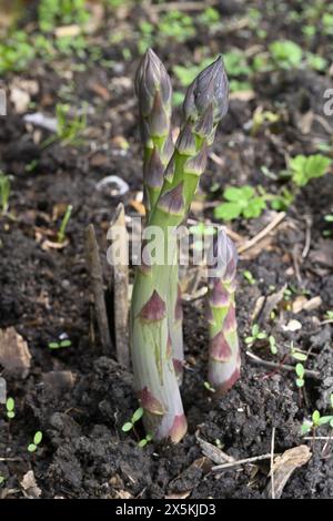 Lance di asparagi che emergono da terra in giardino Foto Stock