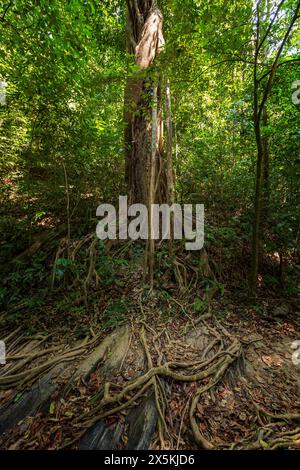 Un alto albero tropicale con lunghe radici in una foresta pluviale lungo il percorso naturalistico al Khlong Chak di Koh Lanta, Thailandia, in una giornata di sole. Foto Stock