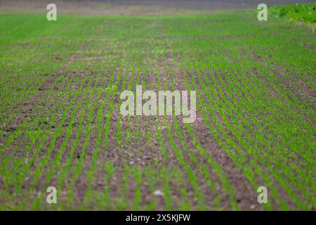 Lunghe file di piccole piantine in un campo agricolo nella campagna inglese in primavera. Foto Stock