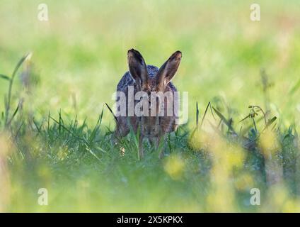 Una vecchia lepre bruna ( Lepus europaeus ) che si rilassa all' ombra su un margine di erba contadina . Suffolk Regno Unito Foto Stock