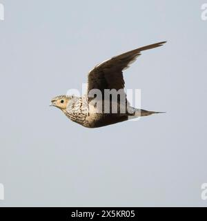 Sandgrouse con castagne, Pterocles exustus, Flying, Tanzania, Africa Foto Stock