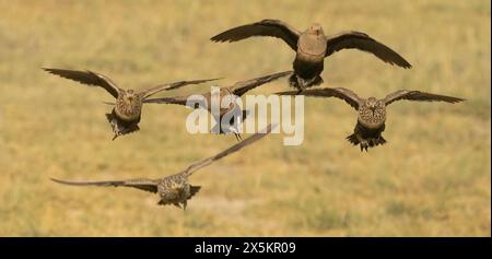 Sandgrouse con castagne, Pterocles exustus, Flying, Tanzania, Africa Foto Stock