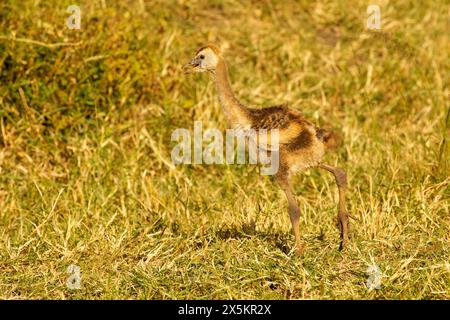 Gru coronata grigia, Balearica regulorum, Kenya, Africa Foto Stock