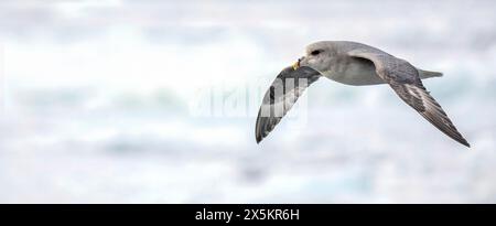 Fulmar settentrionale, Fulmarus glacialis, volo, Svalbard, Norvegia Foto Stock