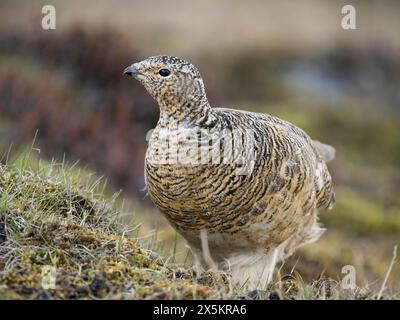 Rock Ptarmigan, Lagopus muta, Svalbard, Europa Foto Stock