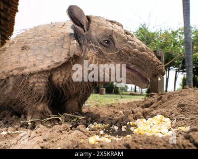 Armadillo a sei bande, Euphractus sexcinctus, alias Yellow Armadillo, Brasile, Sud America Foto Stock