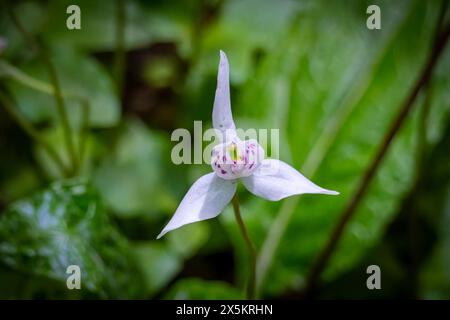 Cile, Parco Nazionale della Patagonia. Primo piano di un'orchidea bianca. Foto Stock