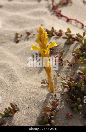 A Yellow Broomrape, Cistanche phelypaea, Orobanchaceae, Capo Verde, Africa. Foto Stock