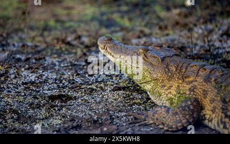 Un primo piano di un coccodrillo, Crocodylidae, camuffato dal fango. Foto Stock