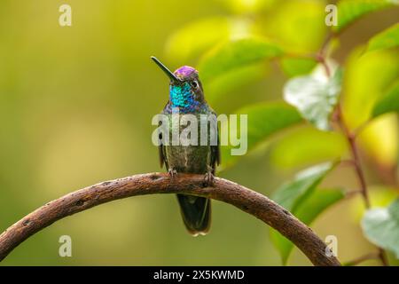 Costa Rica, Cordillera de Talamanca. Visualizzazione di colibrì Talamanca. Foto Stock