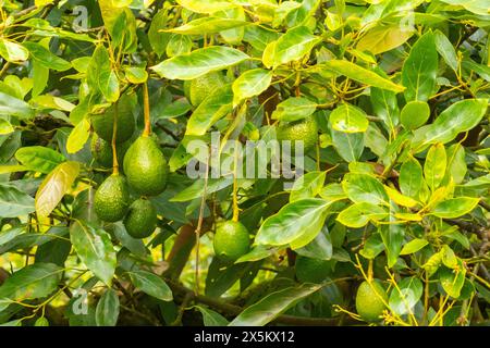 Costa Rica, Cordillera de Talamanca. Avocado sull'albero. Foto Stock