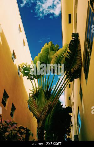 USA, Florida, Banana Tree cresce tra edifici Foto Stock