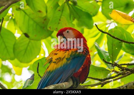 Costa Rica, Parque Nacional Carara. Scarlatto che si prepara nell'albero. Foto Stock