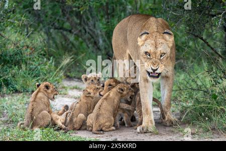 Una leonessa si schianta mentre i suoi cuccioli tentano di succhiare, Panthera Leo. Foto Stock