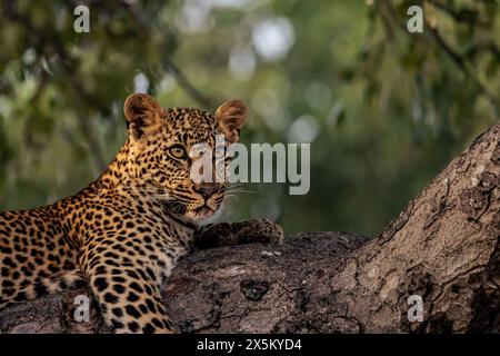 Un leopardo femminile, Panthera pardus, giace su un albero, da vicino. Foto Stock