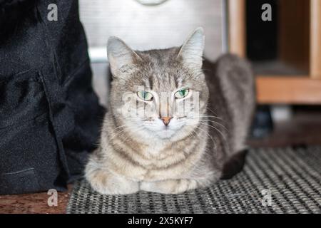 Un gatto domestico dalla panna corta, un membro della famiglia Felidae e un animale carnivoro, con gli occhi verdi, è sdraiato sul pavimento con la sua pelliccia grigia e il whis Foto Stock