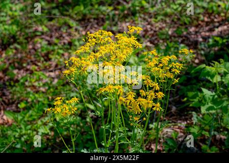 Parte superiore di fiori gialli luminosi su una pianta di erba farfalla in fiore con piccoli insetti sulla vista ravvicinata dei petali in una giornata di sole in primavera Foto Stock