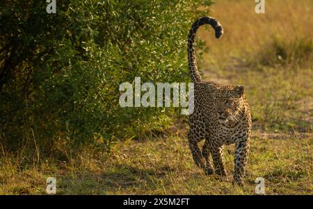 Un leopardo femminile, Panthera pardus, odore. Foto Stock