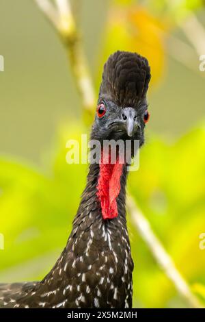 Costa Rica, stazione di ricerca biologica la Selva. Ritratto dell'uccello guan nero. Foto Stock