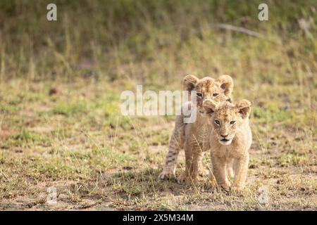 Due cuccioli di leone, Panthera leo, in piedi fianco a fianco, attenti, carini Foto Stock