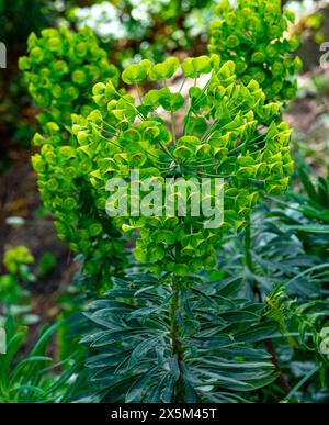 Grande spurge mediterraneo (Euphorbia characterias) in fiori. Giardino Botanico, KIT Karlsruhe, Germania, Europa Foto Stock