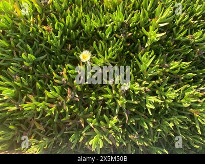 Close-up di piante verdi Foto Stock