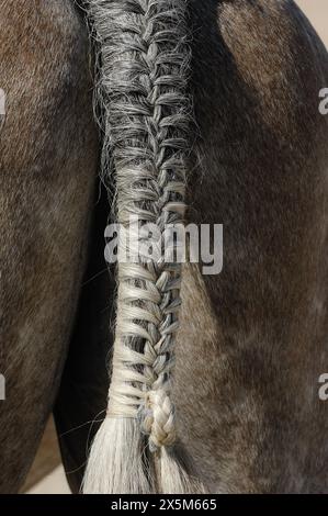 coda di cavallo intrecciata primo piano di coda intrecciata di cavallo grigio curato e ben strutturato per le gare di spettacoli ippici in verticale ben intrecciato Foto Stock