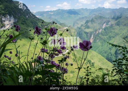 Fiori a vento giapponesi (Anemone giapponese) che crescono nel Dong Vang Geopark, ha Giang, Vietnam Foto Stock