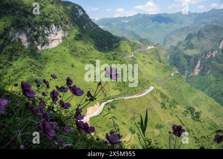 Fiori a vento giapponesi (Anemone giapponese) che crescono nel Dong Vang Geopark, ha Giang, Vietnam Foto Stock