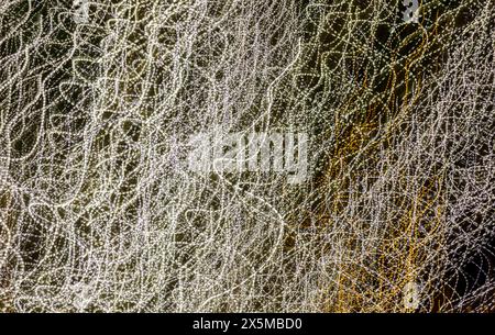 USA, Arizona, Buckeye. Abstract delle luci natalizie. Foto Stock